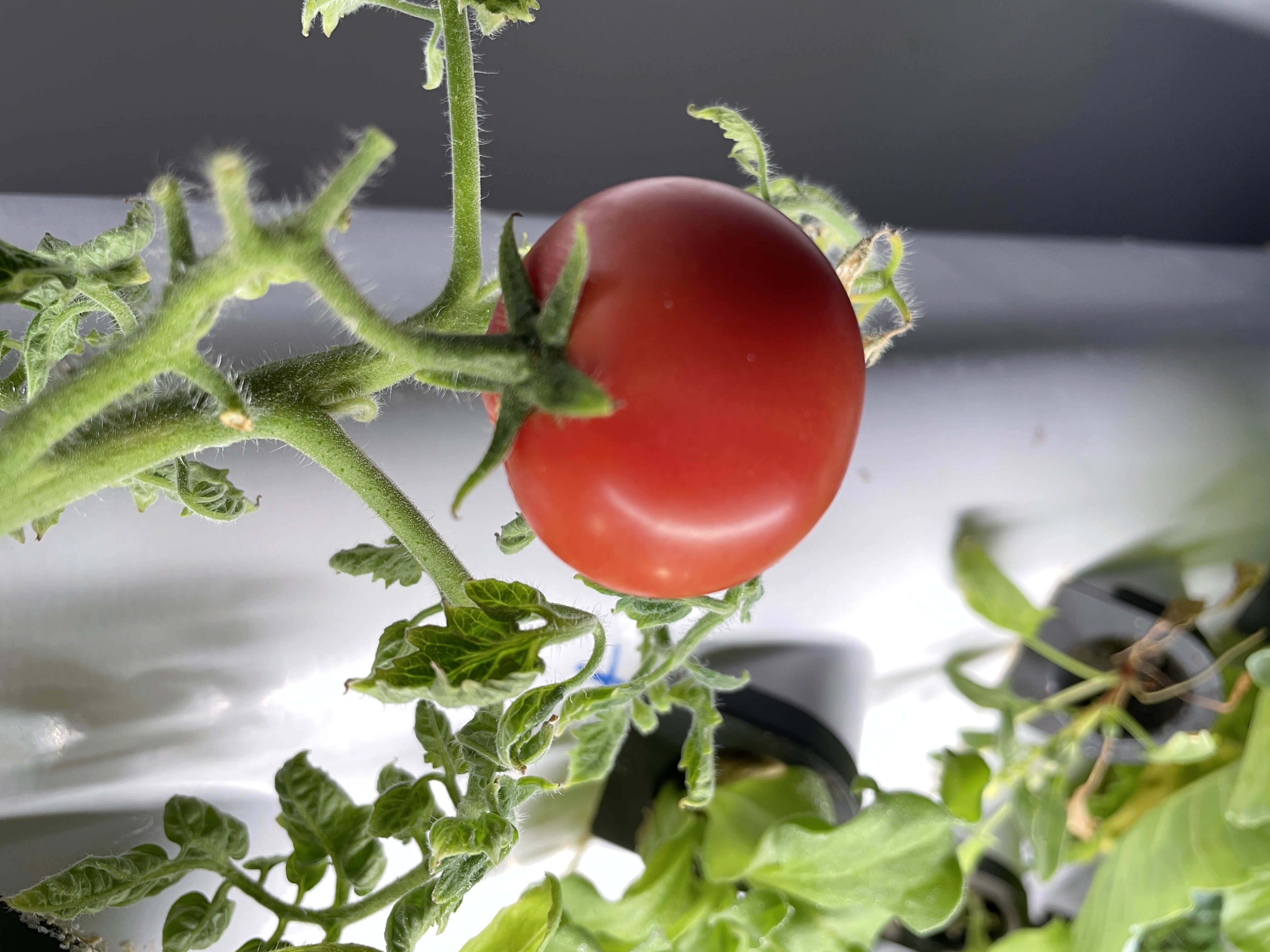 Hydroponic Growing System for  - Farming Zone review and price