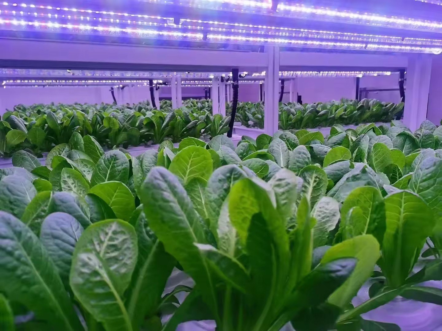 f Greenhouse Agricultural Equi - Agriculture Farming Systems review and price