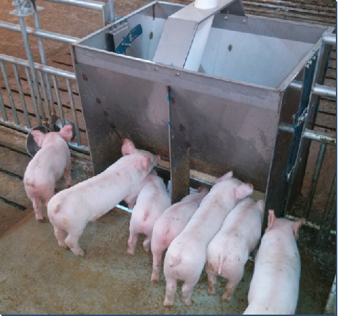 Stainless Steel Double Side Fe - Agriculture Farming Livestock review and price