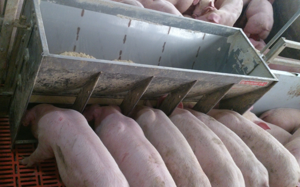 Stainless Steel Double Side Fe - Agriculture Farming Livestock review and price