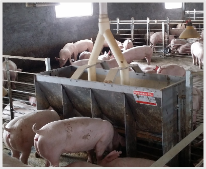 Stainless Steel Double Side Fe - Agriculture Farming Livestock review and price